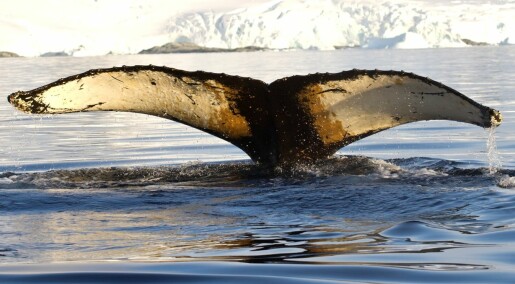 Tracking the migrations of humpback whales