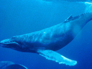 No other mammal on Earth migrates as far as the humpback whale. The remarkable animals can swim up to 25,000 kilometres per year. (Photo: Wikipedia) No other mammal on Earth migrates as far as the humpback whale. The remarkable animals can swim up to 25,000 kilometres per year. (Photo: Wikipedia)