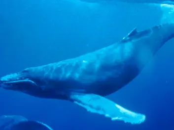No other mammal on Earth migrates as far as the humpback whale. The remarkable animals can swim up to 25,000 kilometres per year.  (Photo: Wikipedia)