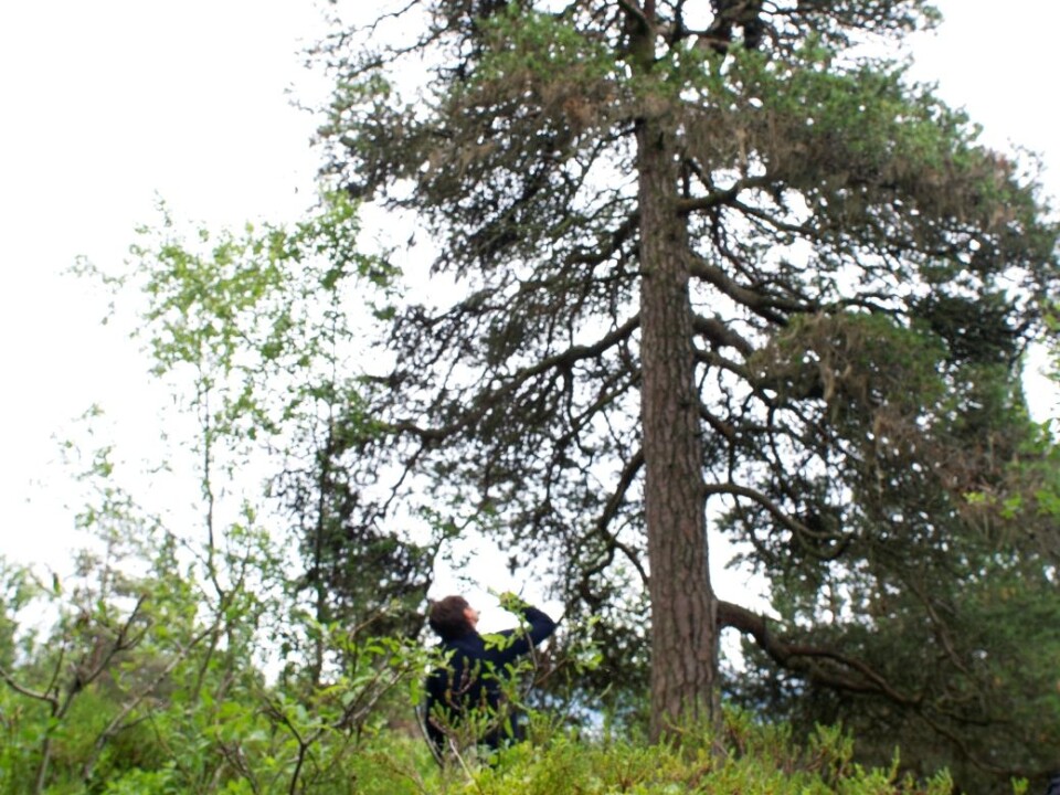 The white-tailed eagle parents have chosen a nesting place with a good view, in the highest pine. Here, the first young eagle has already been brought down, while Johnsen is moving up in the tree to get the other one. (Photo: Ingun A. Mæhlum)