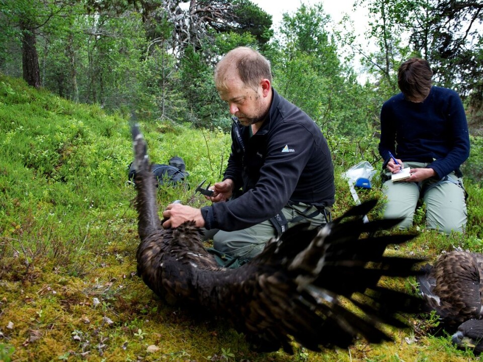 These white-tailed eagle young are almost fully grown and not very happy about being measured and weighed by the researchers. The largest white-tailed eagles can be a metre long and have a wingspan of up to 265 cm. They are northern Europe’s largest bird of prey. (Photo: Ingun A. Mæhlum)