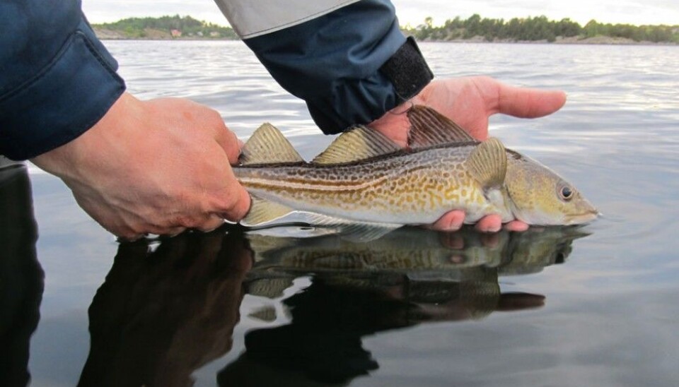 Cod survives catch-and-release. When treated carefully, the fish is not so easily stressed and suffers less. (Photo: Martin Wiech)