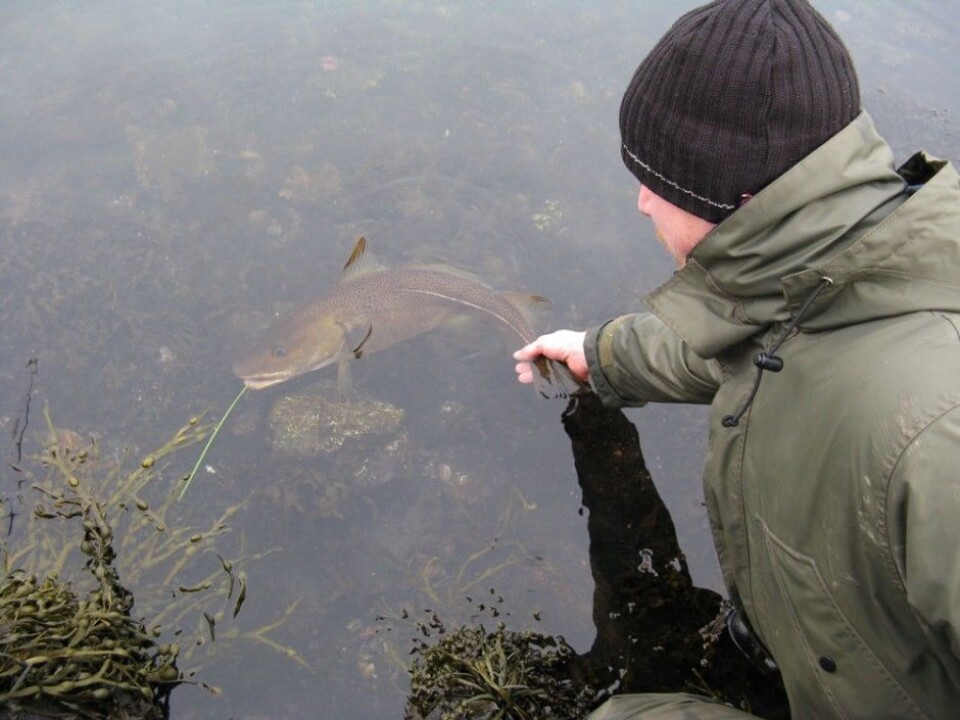 Captured fish should be treated with care before it is released: Use wet hands when touching the fish and avoid long air exposure. (Photo: Institute of Marine Research)