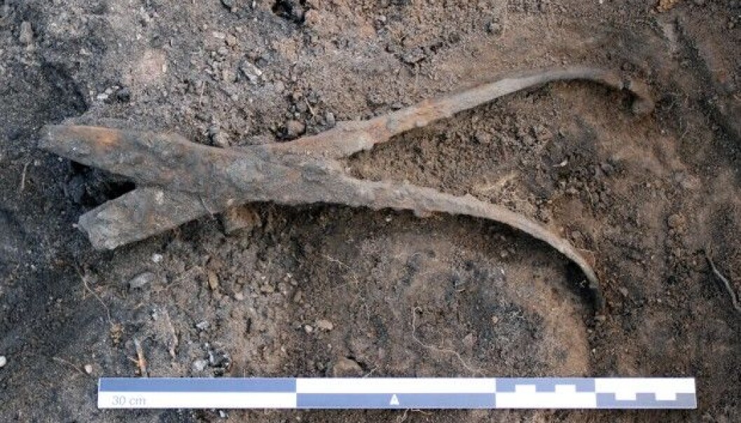This was one of the tools found in the blacksmith's grave. The archeologists think his contemporaries wanted to show how talented and versatile the blacksmith was in his craft. (Photo: Howell Roberts, University Museum of Bergen) This was one of the tools found in the blacksmith's grave. The archeologists think his contemporaries wanted to show how talented and versatile the blacksmith was in his craft. (Photo: Howell Roberts, University Museum of Bergen)