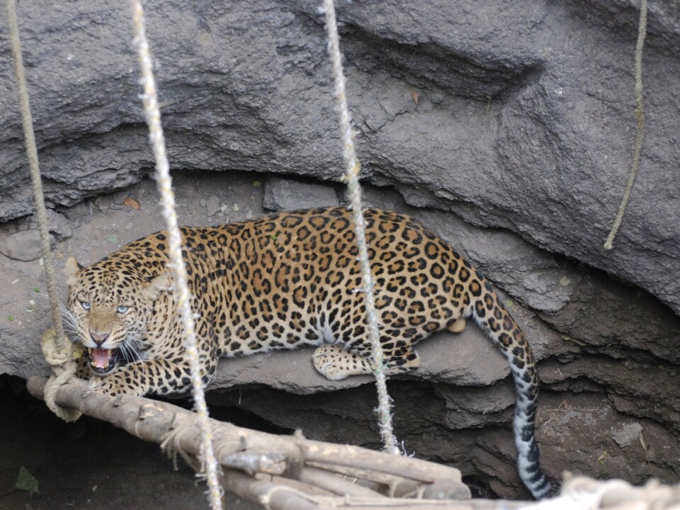 The real Ajoba. (Photo: John Linnell)