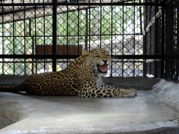 Leopards that have killed people are not released, but kept in captivity for the rest of their lives. (Photo: John Linnell / NINA) Leopards that have killed people are not released, but kept in captivity for the rest of their lives. (Photo: John Linnell / NINA)