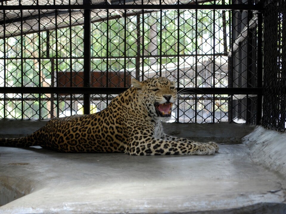 Leopards that have killed people are not released, but kept in captivity for the rest of their lives. (Photo: John Linnell / NINA)