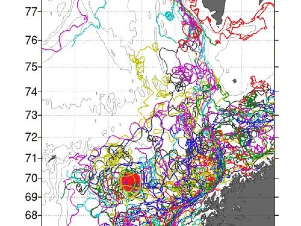 A spaghetti plot shows the trajectories of the drifting buoys. (Illustration: POLEWARD project)