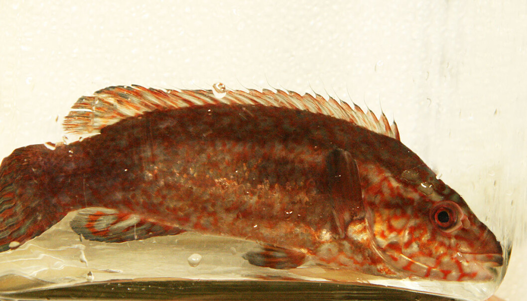 A large research project at SeaLab, which is run by NTNU and SINTEF is studying how best to raise and produce ballan wrasse, a fish used in the salmon farming industry to combat salmon lice. Photo: Idun Haugan A large research project at SeaLab, which is run by NTNU and SINTEF is studying how best to raise and produce ballan wrasse, a fish used in the salmon farming industry to combat salmon lice. Photo: Idun Haugan