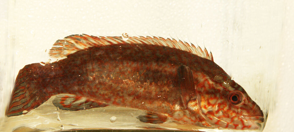 New weapons in the battle against salmon lice