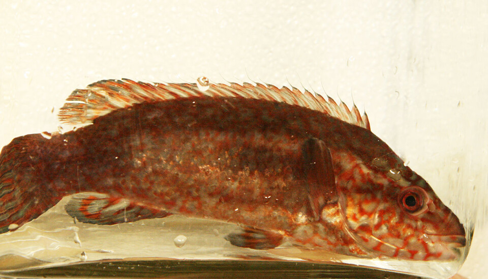 A large research project at SeaLab, which is run by NTNU and SINTEF is studying how best to raise and produce ballan wrasse, a fish used in the salmon farming industry to combat salmon lice. Photo: Idun Haugan