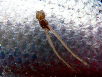 The salmon lice is the most common parasite on farmed salmon. They feed on skin and blood from their host fish. (Photo: Trygve Poppe) The salmon lice is the most common parasite on farmed salmon. They feed on skin and blood from their host fish. (Photo: Trygve Poppe)