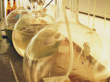 Researchers are working intensively to successfully breed ballan wrasse, which are a much more sustainable solution than chemicals to control salmon lice infestations. (Photo: Idun Haugan) Researchers are working intensively to successfully breed ballan wrasse, which are a much more sustainable solution than chemicals to control salmon lice infestations. (Photo: Idun Haugan)