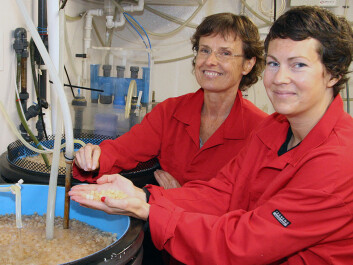 Elin Kjørsvik (left), academic leader for NTNU’s Centre of Fisheries and Aquaculture, and Kari Attramadal, a postdoc at the Department of Biology. )Photo: Idun Haugan) Elin Kjørsvik (left), academic leader for NTNU’s Centre of Fisheries and Aquaculture, and Kari Attramadal, a postdoc at the Department of Biology. )Photo: Idun Haugan)