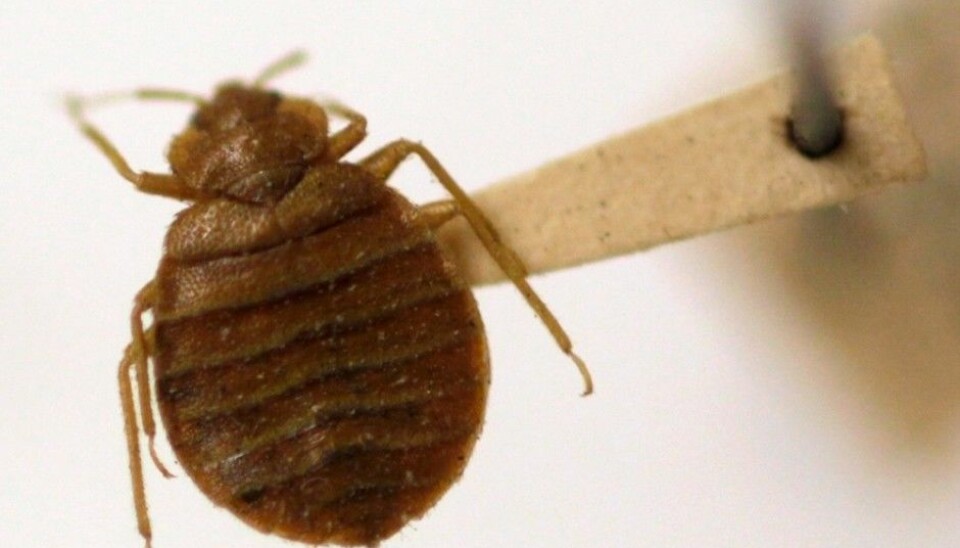 Bedbugs can be found in hotels, hospitals and fitting rooms, on tourist boats and airplanes.(Photo: Carolyn Kaster/Scanpix)