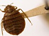 Bed Bugs Norge () Bed Bugs Norge