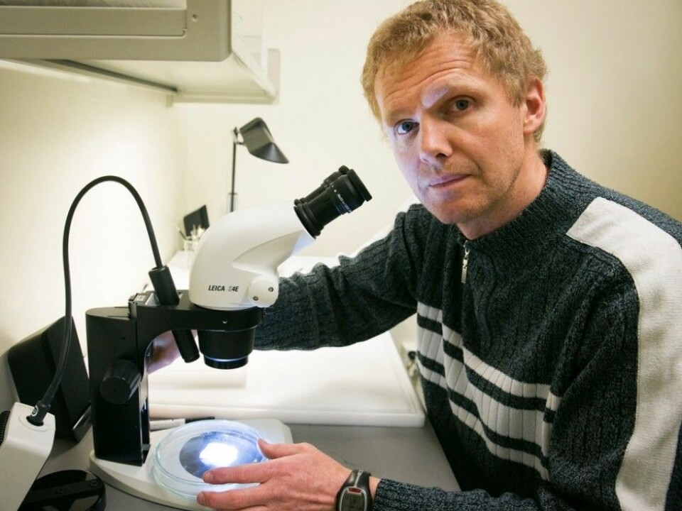 Bed bugs might have become resistant to insecticides. Bjørn Arne Rukke studies new methods to combat the bugs. (Photo: Jan Petter Lynau/Scanpix)