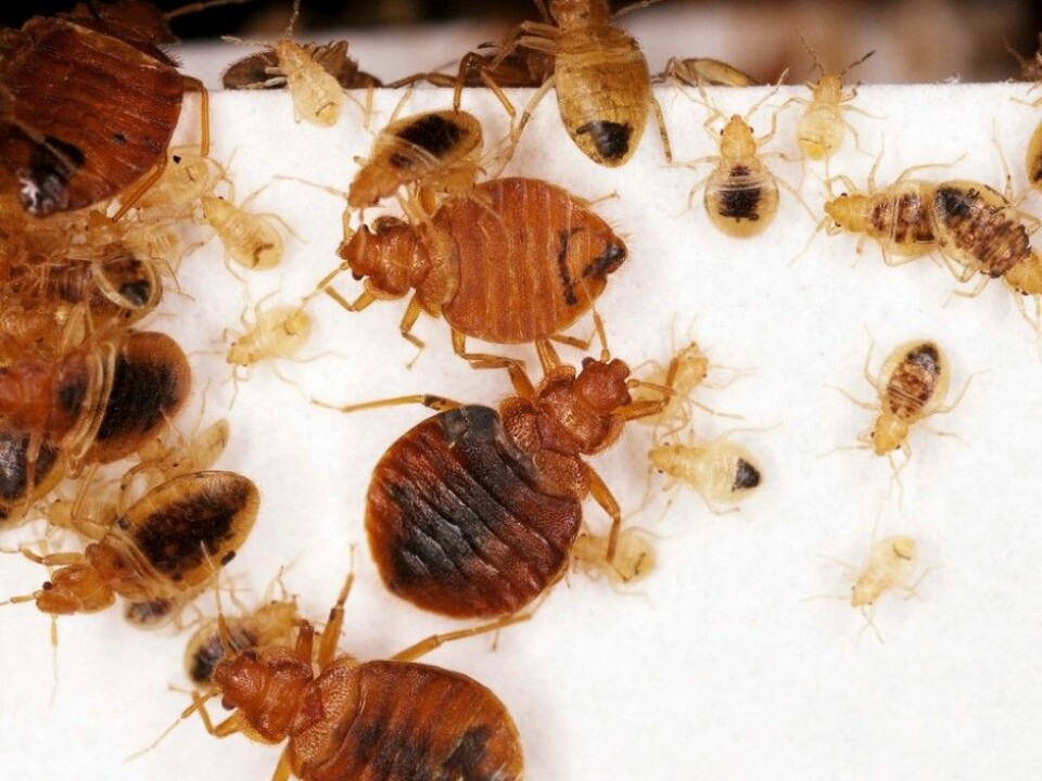Call in the professionals if you think you have a bedbug infestation in your home, says Bjørn Arne Rukke (Photo: Science Photo Library/Scanpix)