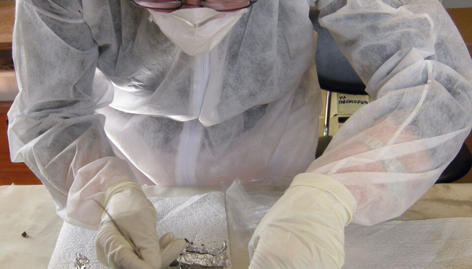 Barbara Bramanti is looking for remnants of old plague bacteria in a plague victim from Florence who died during the Justinian Plague in the mid-500s AD. (Photo: Dr. Elsa Pacciani)