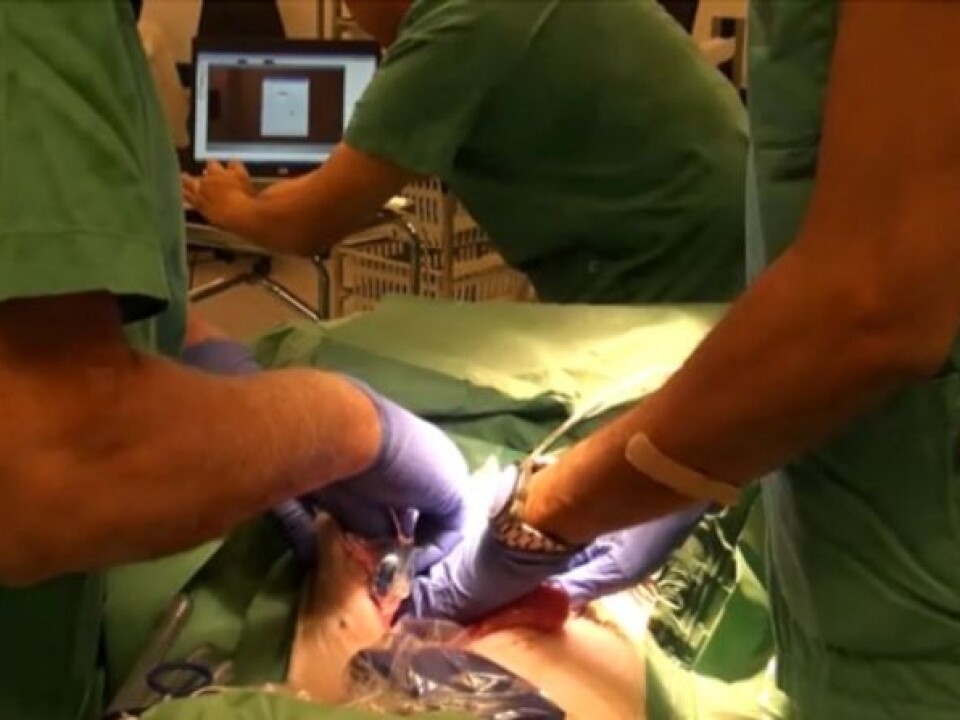 From the experiment at OUS. Researchers placing a video transmitter into a pig. The signals are captured by the receiver and visible on the computer in the background. (Photo: Oslo University Hospital)