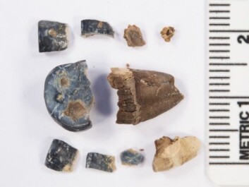 The picture shows molars from an adult human, found in a grave. (Photo: Trond Meling, University of Stavanger) The picture shows molars from an adult human, found in a grave. (Photo: Trond Meling, University of Stavanger)