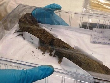 Femur found in the grave. Femur found in the grave.