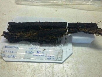 This forearm bone is infiltrated by roots but it shows that the corpse’s palms were arranged to face upwards. (Photo: Marianne Nordahl) This forearm bone is infiltrated by roots but it shows that the corpse’s palms were arranged to face upwards. (Photo: Marianne Nordahl)