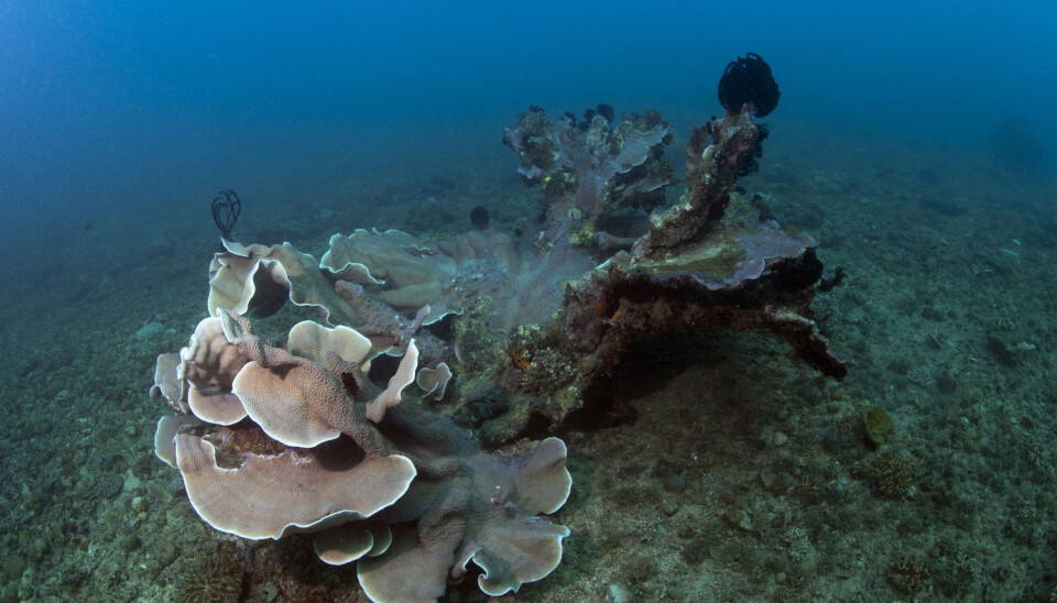 Satellites are likely to become increasingly important for monitoring ocean acidification, especially in remote waters. (Photo: AGE/Scanpix)