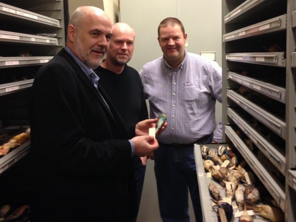 Jan T. Lifjeld, Arild Johnsen and Lars Erik Johannessen in NHM’s collection of bird skins. Now they invite anyone to explore what can be found here. (Photo: Torstein Helleve, NHM)