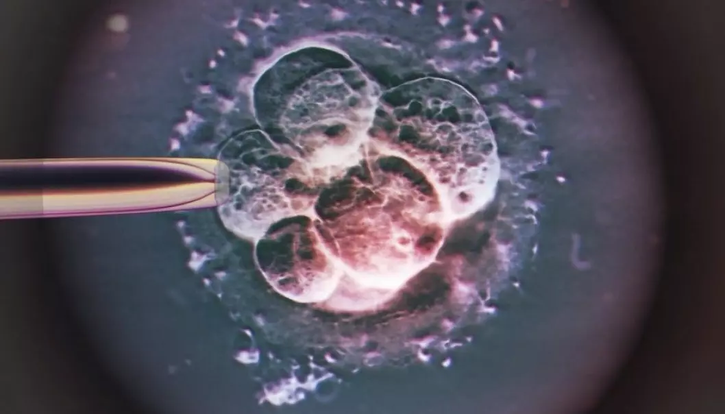 A human embryo as it appears two to three days after artificial insemination. A new study suggests that the same reasons may underlie an increased breast cancer risk and the inability to have children without reproductive help.