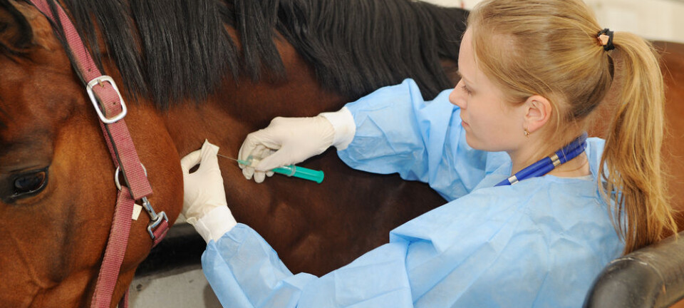 A virus from horses is bringing us closer to a vaccine against Hepatitis C