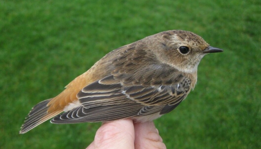 The bird turned out to be a mix between a common redstart, Phoenicurus phoenicurus and a whinchat, Saxicola rubetra. It was quickly given the unofficial name rødskvett (“redchat”), which is a mix of its two Norwegian common names. Now Røer hopes to find a mix of a Dartford warbler and a whinchat. But the odds are against it – for one thing, the Dartford warbler doesn’t actually nest in the area. (Photo: Jonas Langbråten, Lista Bird Observatory) The bird turned out to be a mix between a common redstart, Phoenicurus phoenicurus and a whinchat, Saxicola rubetra. It was quickly given the unofficial name rødskvett (“redchat”), which is a mix of its two Norwegian common names. Now Røer hopes to find a mix of a Dartford warbler and a whinchat. But the odds are against it – for one thing, the Dartford warbler doesn’t actually nest in the area. (Photo: Jonas Langbråten, Lista Bird Observatory)