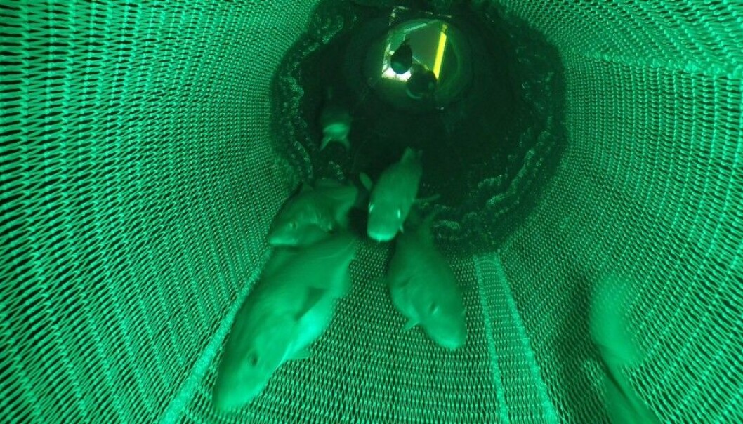 A cod swims right past the camera. These images could make it easier to set fishing quotas.
A cod swims right past the camera. These images could make it easier to set fishing quotas.