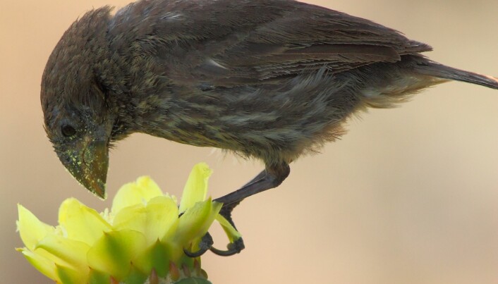 Birds on the Galápagos Islands have developed new eating habits