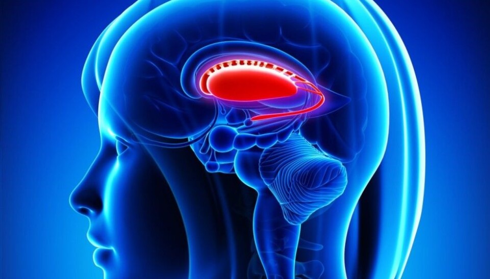 The putamen’s position within the brain. (Photo: Microstock)