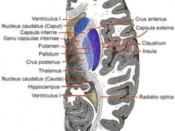 Cross-section of the brain’s caudate nucleus. (Photo: Wiki commons) Cross-section of the brain’s caudate nucleus. (Photo: Wiki commons)