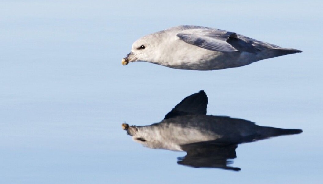 Fulmars, like other organisms dependent on the ocean for food, often inadvertently consume plastic. (Photo: Scanpix, Håkon Mosvold Larsen) Fulmars, like other organisms dependent on the ocean for food, often inadvertently consume plastic. (Photo: Scanpix, Håkon Mosvold Larsen)