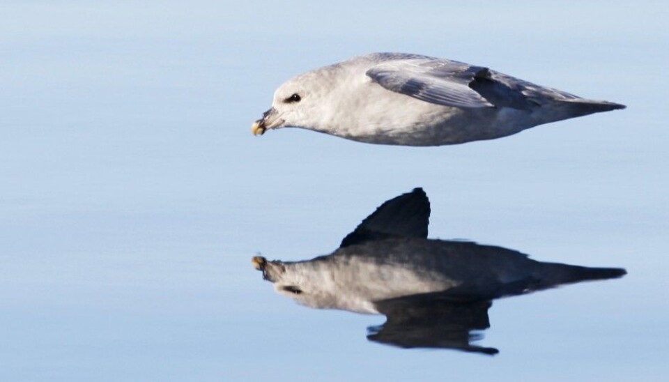 Fulmars, like other organisms dependent on the ocean for food, often inadvertently consume plastic. (Photo: Scanpix, Håkon Mosvold Larsen)