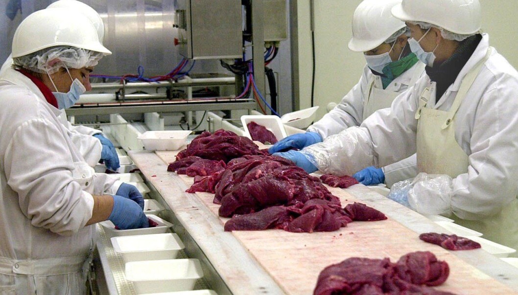 E. coli bacteria survive easily in food-production facilities.(Photo: Colourbox) E. coli bacteria survive easily in food-production facilities.(Photo: Colourbox)