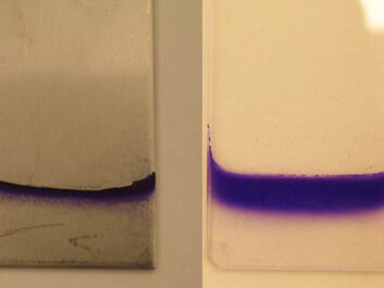 The ability of bacteria to form biofilm is tested on various substrates and at different temperatures. Here we see E. coli biofilm on steel at 20° C and on glass at 12° C. Colour has been added to the biofilm to make it easier to see. (Photo:Heidi Solheim, The Norwegian Veterinary Institute) The ability of bacteria to form biofilm is tested on various substrates and at different temperatures. Here we see E. coli biofilm on steel at 20° C and on glass at 12° C. Colour has been added to the biofilm to make it easier to see. (Photo:Heidi Solheim, The Norwegian Veterinary Institute)