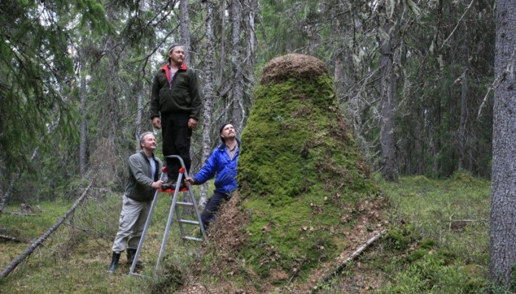 Norway’s highest anthill is 238 cm and is found in Hedmark county. Kvamme is on the left. (Photo: Oskar Puschmann, Norwegian Forest and Landscape Institute)
Norway’s highest anthill is 238 cm and is found in Hedmark county. Kvamme is on the left. (Photo: Oskar Puschmann, Norwegian Forest and Landscape Institute)