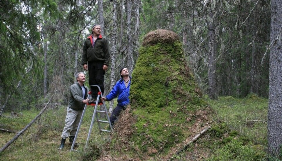 Norway’s highest anthill is 238 cm and is found in Hedmark county. Kvamme is on the left. (Photo: Oskar Puschmann, Norwegian Forest and Landscape Institute)