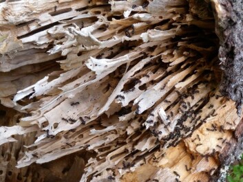 Not much wood is left after carpenter ants freely gnaw their way through tree trunks. (Photo: Torstein Kvamme, Norwegian Forest and Landscape Institute)
Not much wood is left after carpenter ants freely gnaw their way through tree trunks. (Photo: Torstein Kvamme, Norwegian Forest and Landscape Institute)