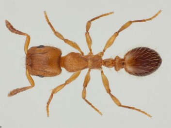 The robber ant is one of three ant species in Norway that keep slaves. (Photo: Karsten Sund, NTH)
The robber ant is one of three ant species in Norway that keep slaves. (Photo: Karsten Sund, NTH)