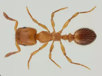 The robber ant is one of three ant species in Norway that keep slaves. (Photo: Karsten Sund, NTH)
