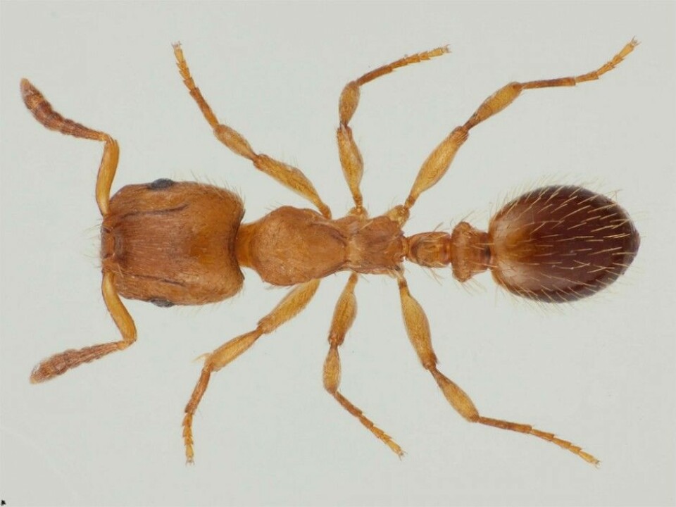 The robber ant is one of three ant species in Norway that keep slaves. (Photo: Karsten Sund, NTH)