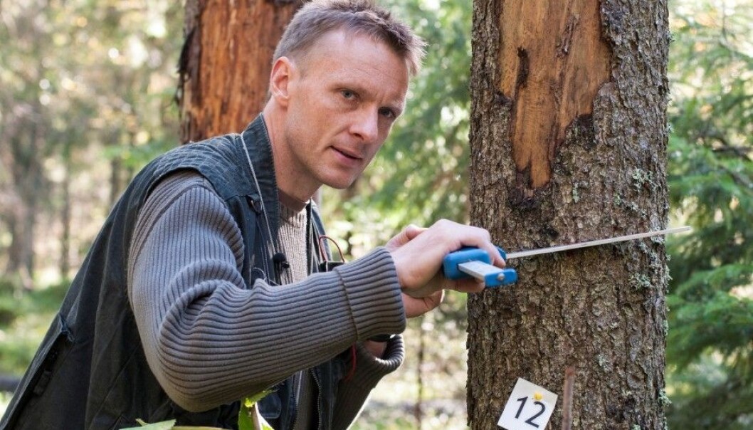 Knut Ole Viken uses a calliper to measure the trunk diameter. A tree is defined as greater than 5 centimetres at chest height. (Photo: Lars Sandved Dalen, Norwegian Forest and Landscape Institute) Knut Ole Viken uses a calliper to measure the trunk diameter. A tree is defined as greater than 5 centimetres at chest height. (Photo: Lars Sandved Dalen, Norwegian Forest and Landscape Institute)
