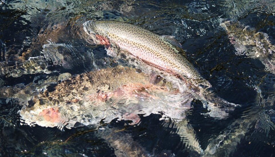 Farmed rainbow trout can live well on plant feed. (Photo: Colourbox)