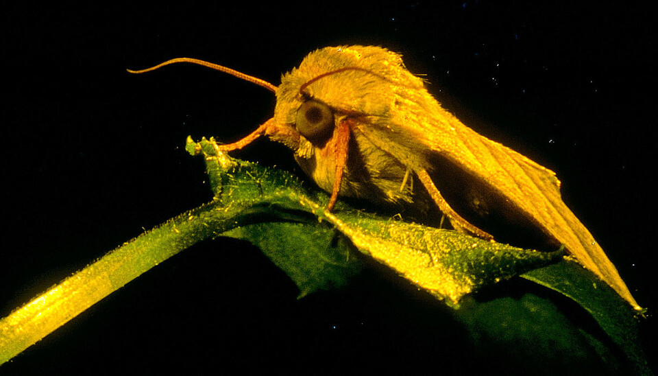 The human brain is more similar to the moth brain than you might otherwise think. (Photo: NTNU)