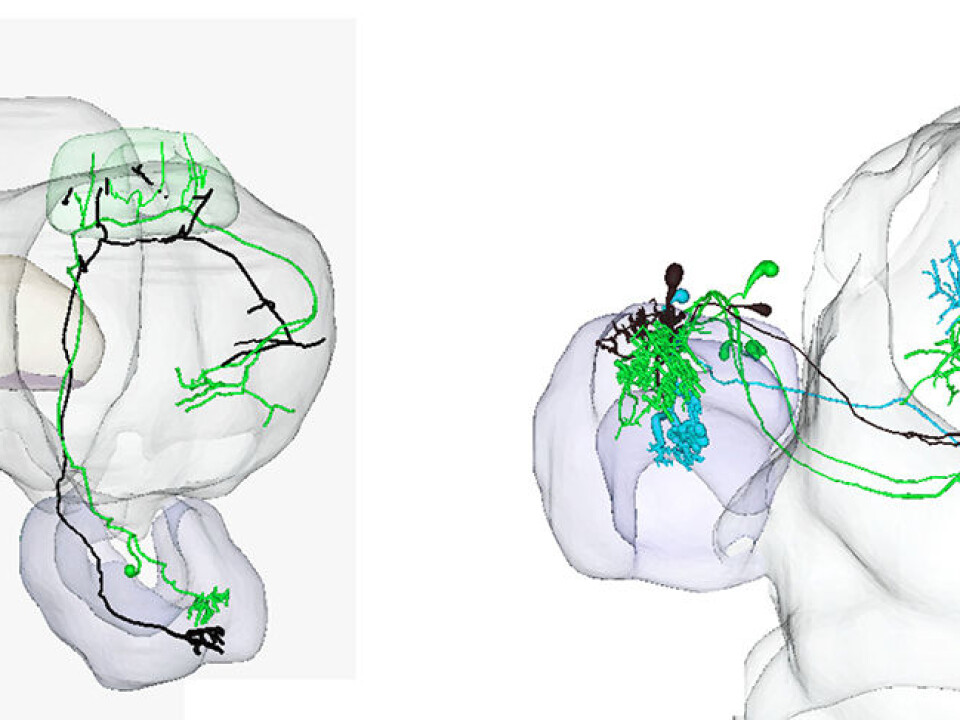 Three different colors illustrate male moth neurons. Green and turquoise coloured neurons respond to two different substances released by the female to attract the male. Black coloured neurons transmit information about a substance released by a female of another species, i.e. a possible mistaken source. This substance causes the male moth to flee the odour source. (Illustration: NTNU)